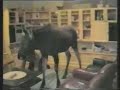 Pet Moose Pet Moose