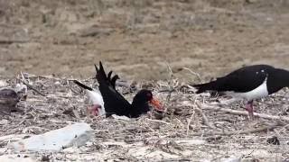 Oystercatchers building their test scrape