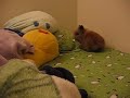 dog-bunny hybrid animal jumping around my bed dog-bunny hybrid animal jumping around my bed