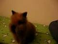dog-bunny hybrid animal jumping around my bed