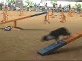 Dog Agility (Jun/27/2007 JKC Final Agility Large Vol.4)