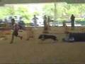 Dog Agility (Jun/27/2007 JKC Final Agility Large Vol.4)