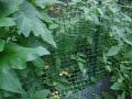 Garden Walkthrough July 29th Before Garden Walkthrough July 29th Before