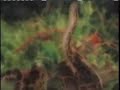 Garden of Eden myth