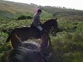 Performance Barefoot Foxy and Conto out with the Exmoor Foxhounds