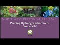 : Pruning Hydrangea Annabelle