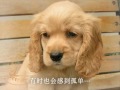 dogs