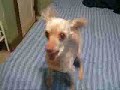 Funny Talking Dog