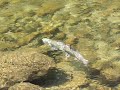 Selway Salmon