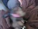 Stop that - Brian and Loki Stop that - Brian and Loki