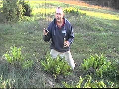 how to grow horseradish