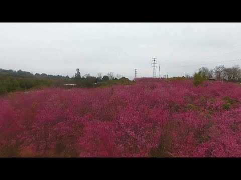 Ein Hauch von Frhling: Kirschblten - NEIN, nicht  ...