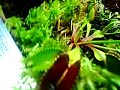 terrarium