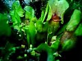 terrarium