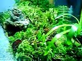terrarium