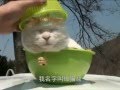 Busy Cat