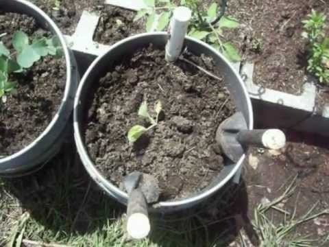 how to transplant gum trees