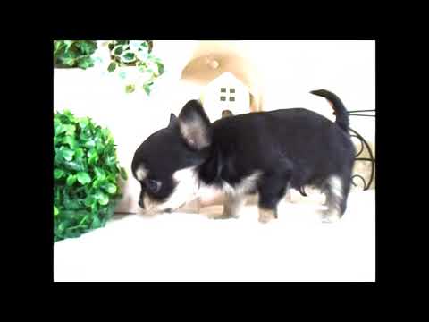 YouTube Preview Image