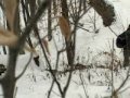 The White Wolf (3-5...)