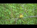 Female Western Tanager