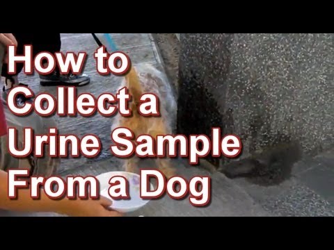 how to collect urine from a dog