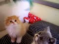 Cliquez pour voir la vid�o