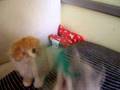 Highland Fold y British Shorthair