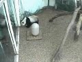 Yang Yang Takes On - The Weeble
