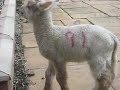 Greg the cade lamb in the garden Greg the cade lamb in the garden