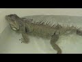 Zilla farts in the bathtub.