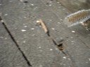 Squirl at close-up