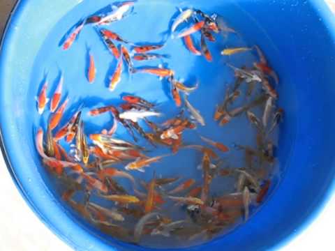 MADANKOI HIGH QUALITY KOI 5-8CM