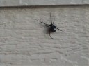 Black Widow