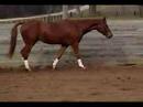 Aspyr- Warmblood gelding by Routh
