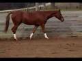 Aspyr- Warmblood gelding by Routh