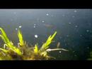 Frisky fish in spring