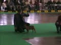 FRENCH BULLDOG, WORLD DOGSHOW, POLAND 2006. PART II