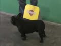 french bulldog world dogshow poland 2006  part ii