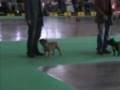 Bulldog Francés video