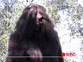 Bigfoot and Chips Part 1