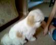 Mazy Lhasa Apso Playing