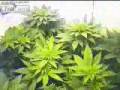 Cannabis growing time-lapse