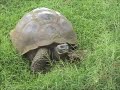 Galapagos bird with tool