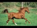 Frison PSA Frison PSA