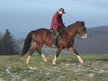 Welsh Cob Wallach Charlston Welsh Cob Wallach Charlston