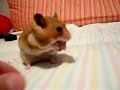 Hamster and his Bread Hamster and his Bread