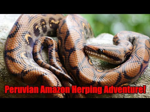YouTube reptile video