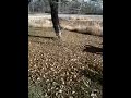 Our Two dogs playing with eachother