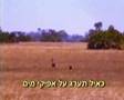 כאייל תערוג על אפיקי מים