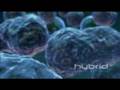 The Stages of Mitosis